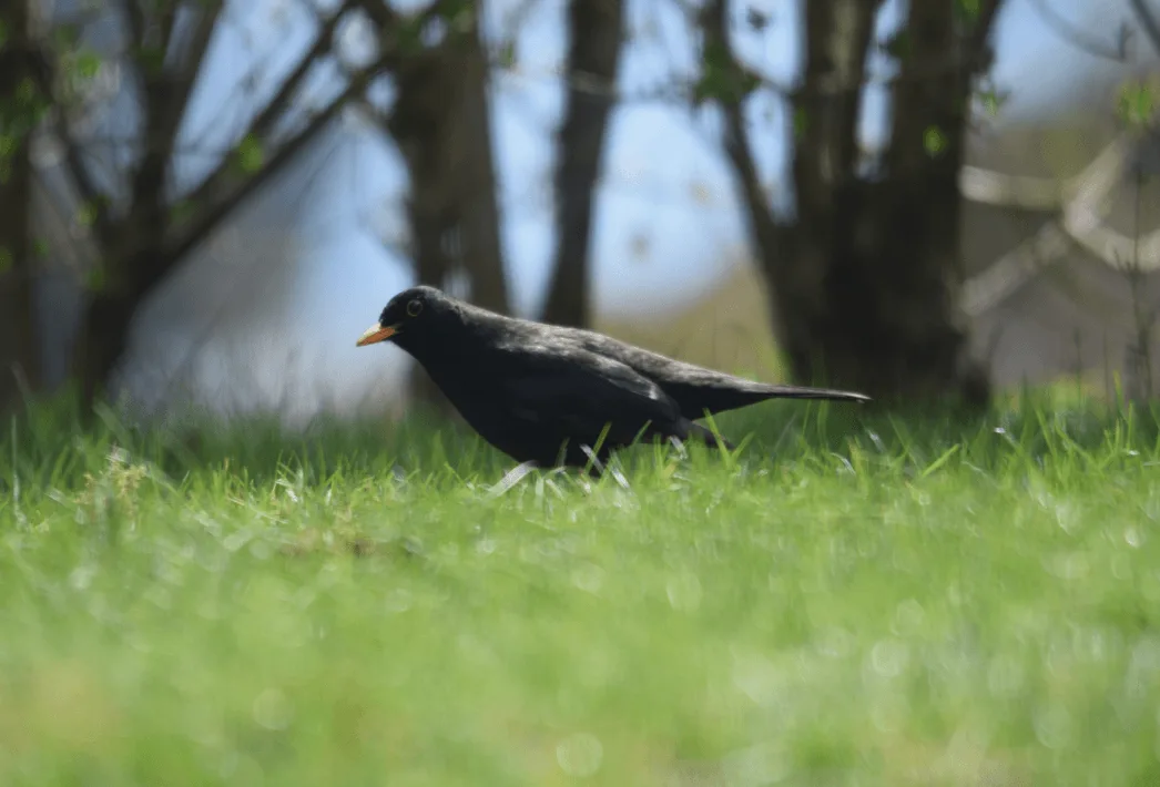 SPECIMAN-#0001 The Blackbird 